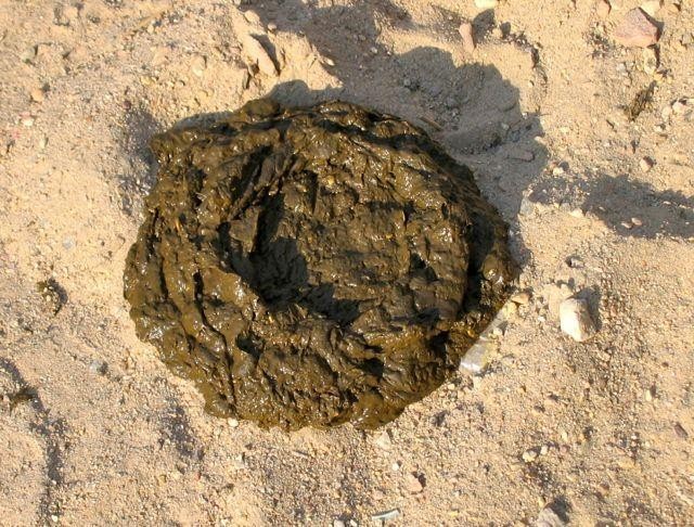Fresh-Cow-Dung-India
