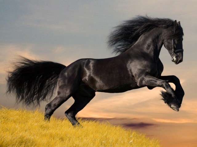 Friesen-stallion-gallop-in-sunset_1250476930