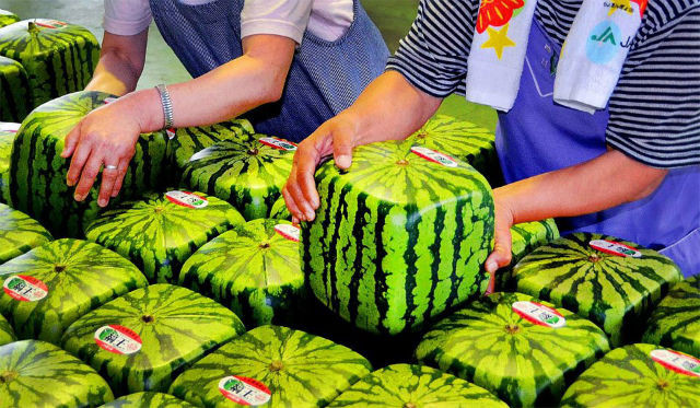 Most-Expensive-Foods-In-Japan-Square-Watermelon