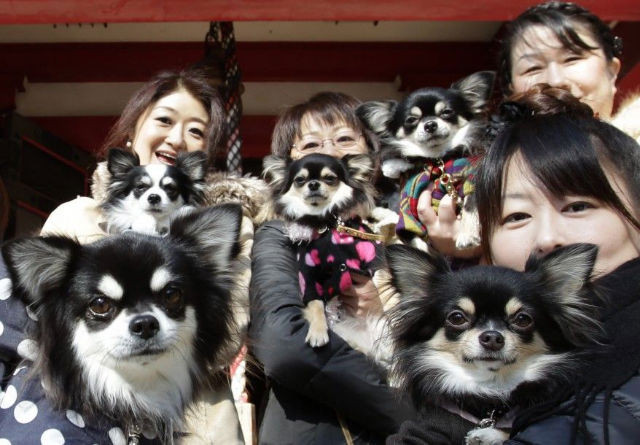 There-are-more-pets-than-children-in-Japan.