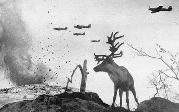 Ren geyiğinin biri Rusya'yı bombalıyan bombardıman uçaklarını seyrediyor. 1941.