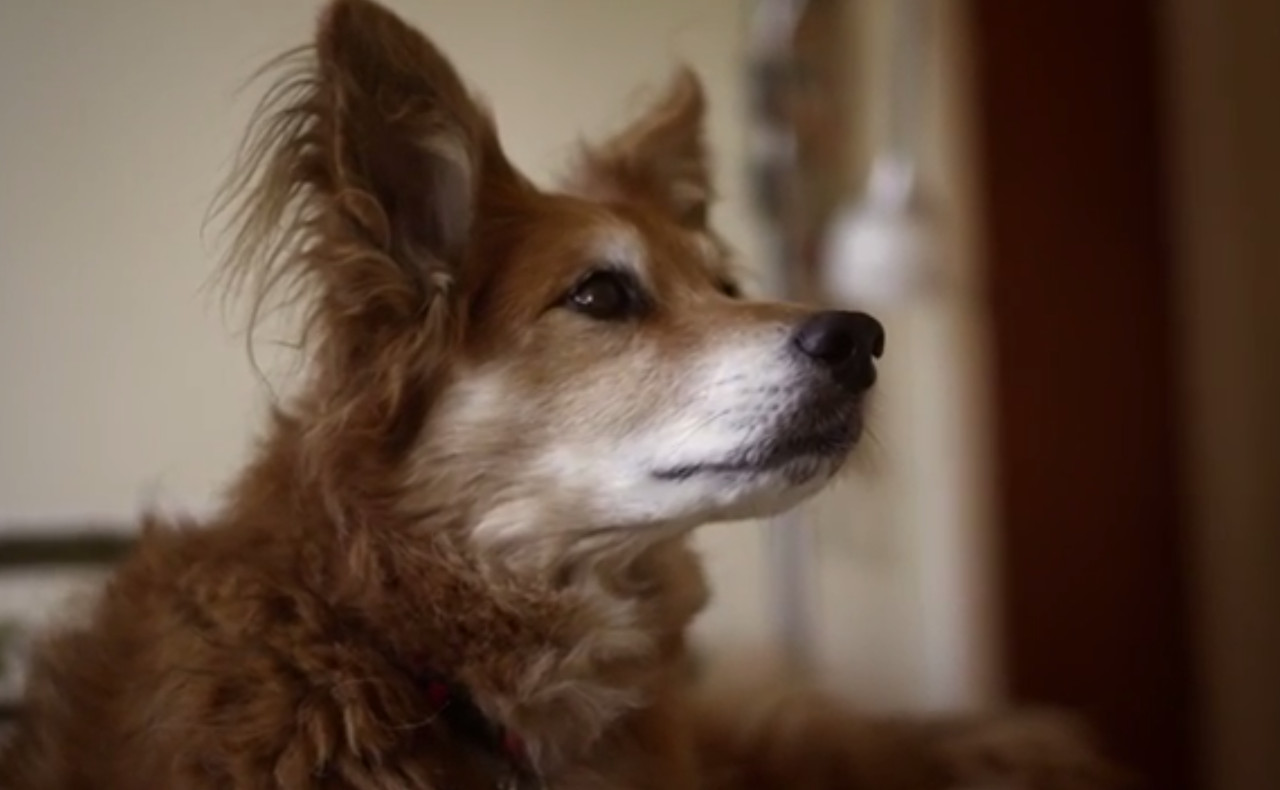 This-Dog-Can-Smell-Cancer-VIDEO