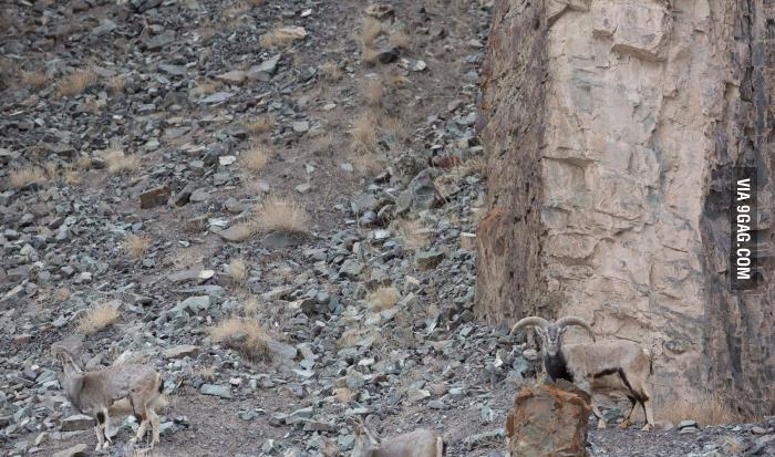 Can-you-guys-spot-the-snow-leopard