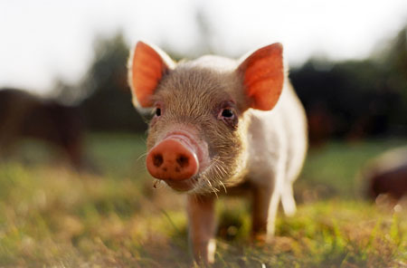 Pig-On-the-Farm