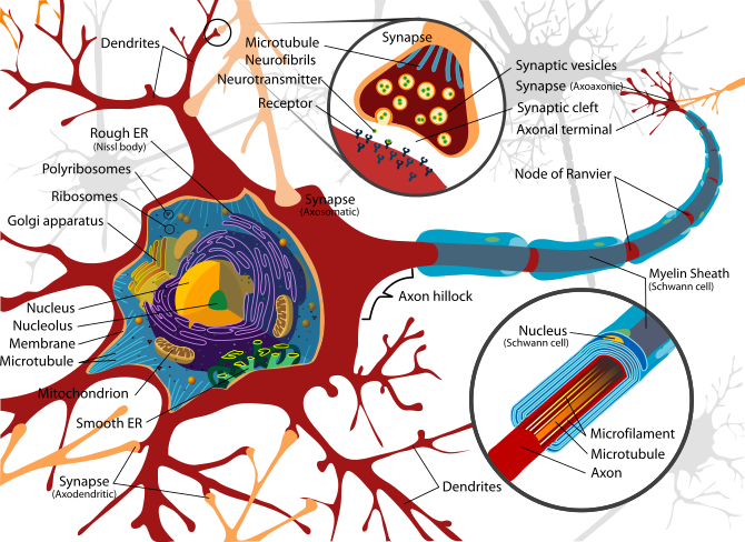 neuron_cell