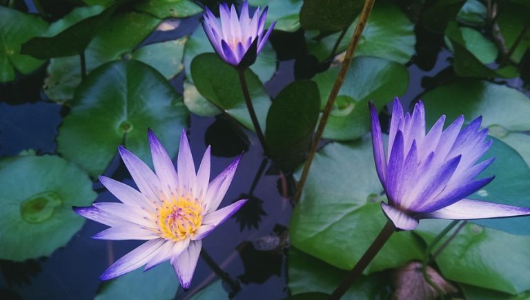 water-lilies-768x435