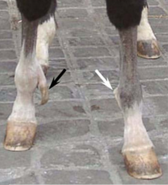 Bazen atalarından kalan ikinci parmak geni aktif olan atlar doğar, bunlara polidaktil denilir.